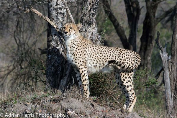 A striking portrait of a young cheetah