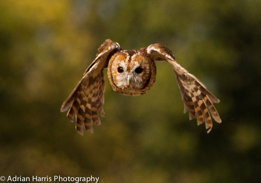 Barn Owl