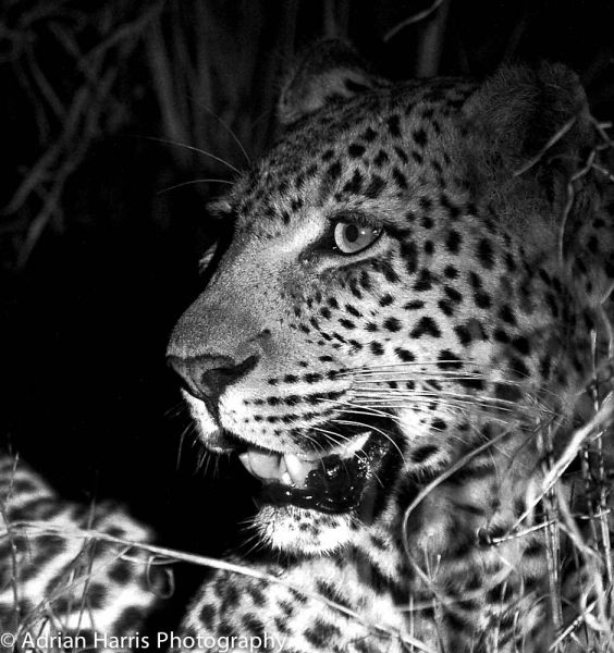 A beautiful Leopard portrait