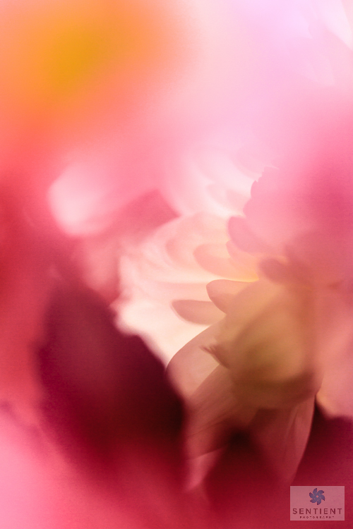Gerba Abstract