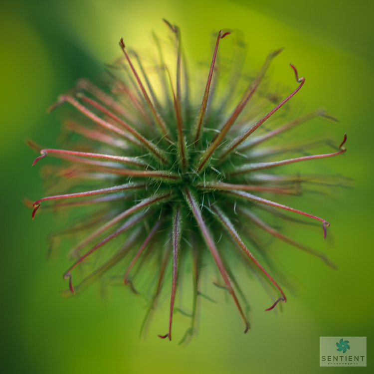 Grass Close-up