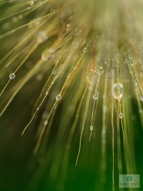 Grass & Dew Drops