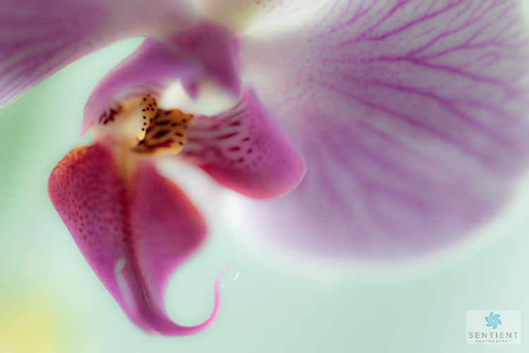 Orchid