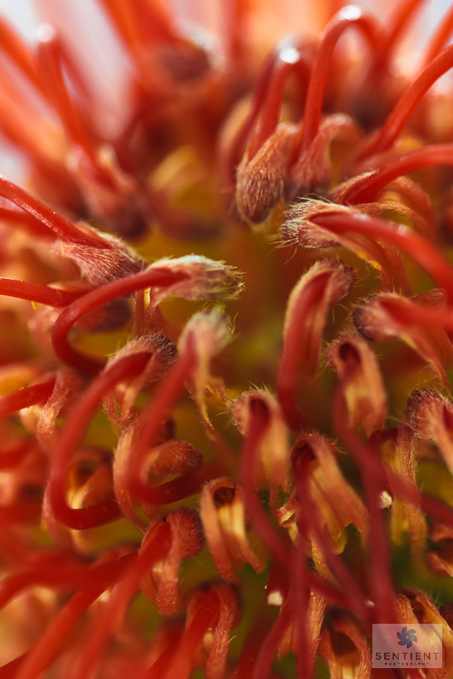 Spikey Orange Flower