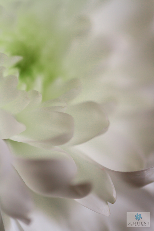 White Gerbera Close-up