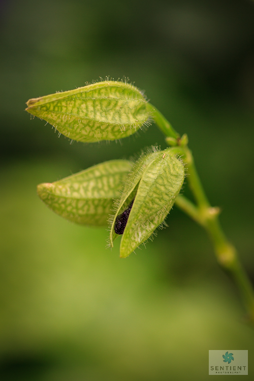 Wisley Buds