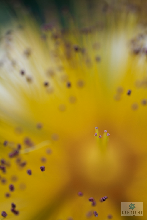 Hypericum