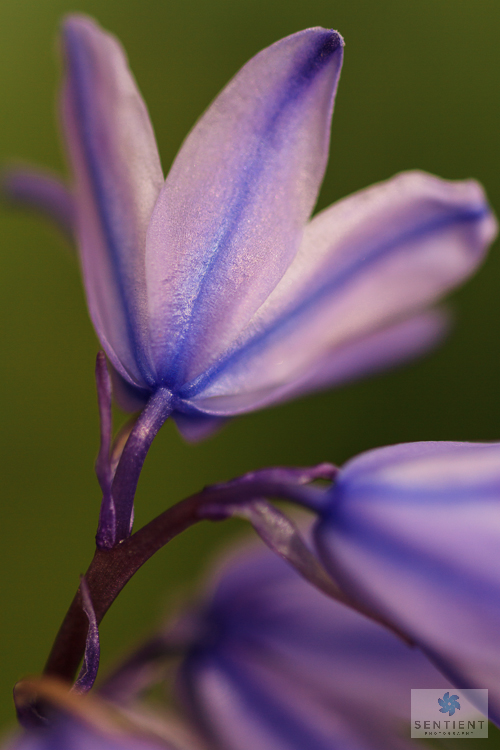 BlueBell Back