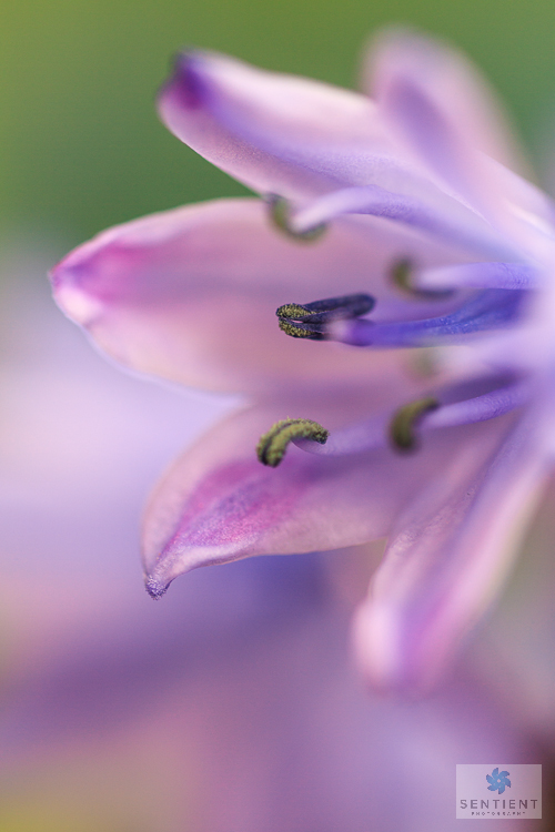 BlueBell Close-up