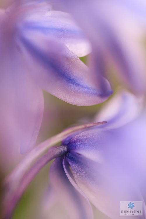 BlueBell Rear Close-up