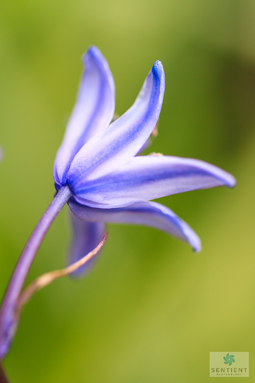 BlueBell Rear
