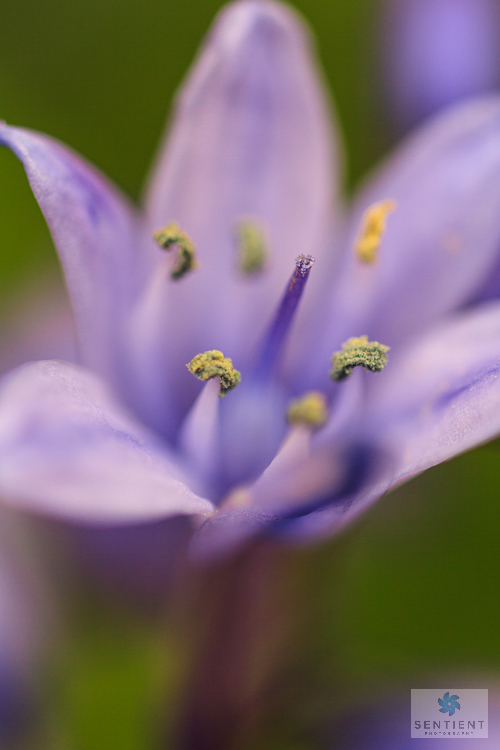 BlueBell Close-up