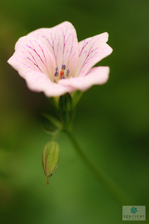 Garden Flower,