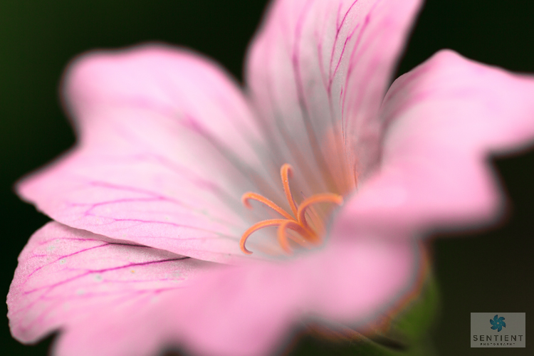 Garden Flowers, Norfolk