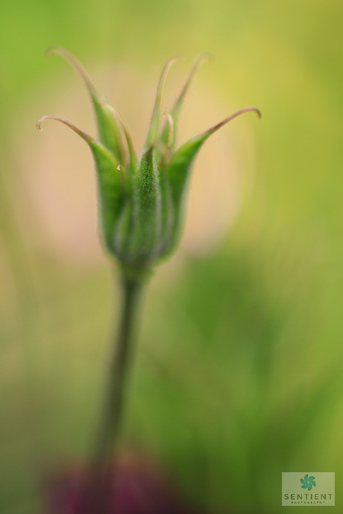 Emerging Bud