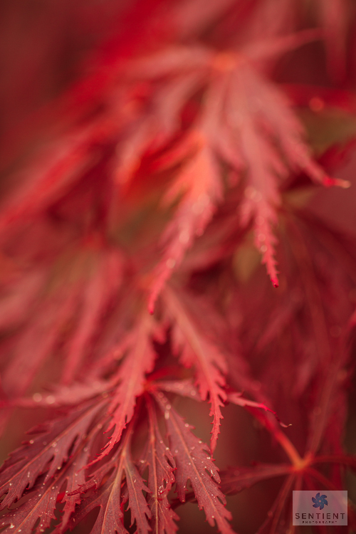 Acer Leaves