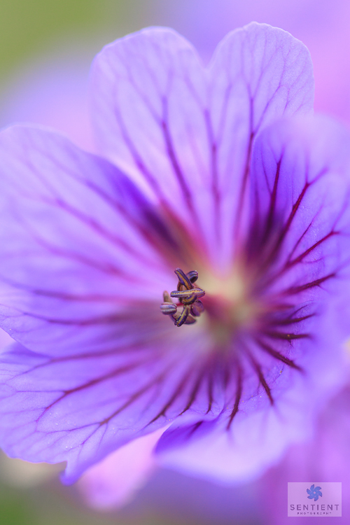 Garden Flower Close-up