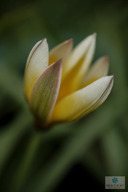 Gazania