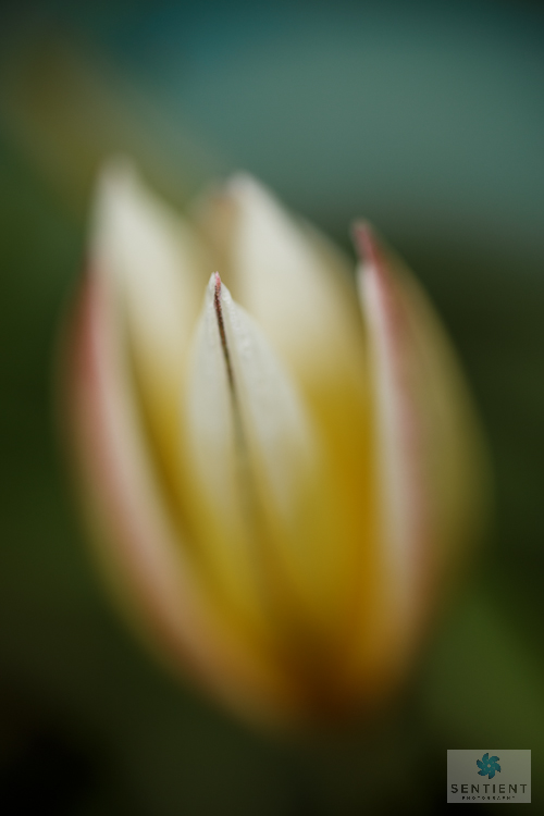 Gazania Close-up