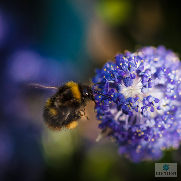Bee on Flower, Cheshire