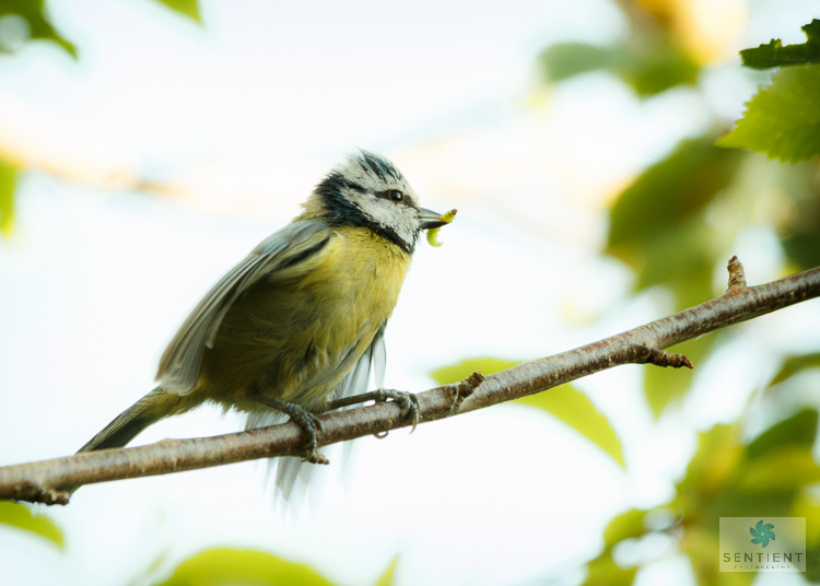 Blue Tit with Grub, Cheshire