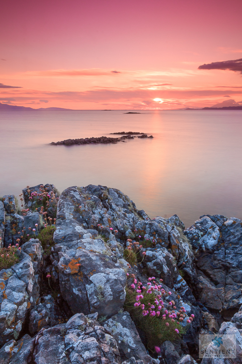 Sea Pinks, Arisaig, Scotland