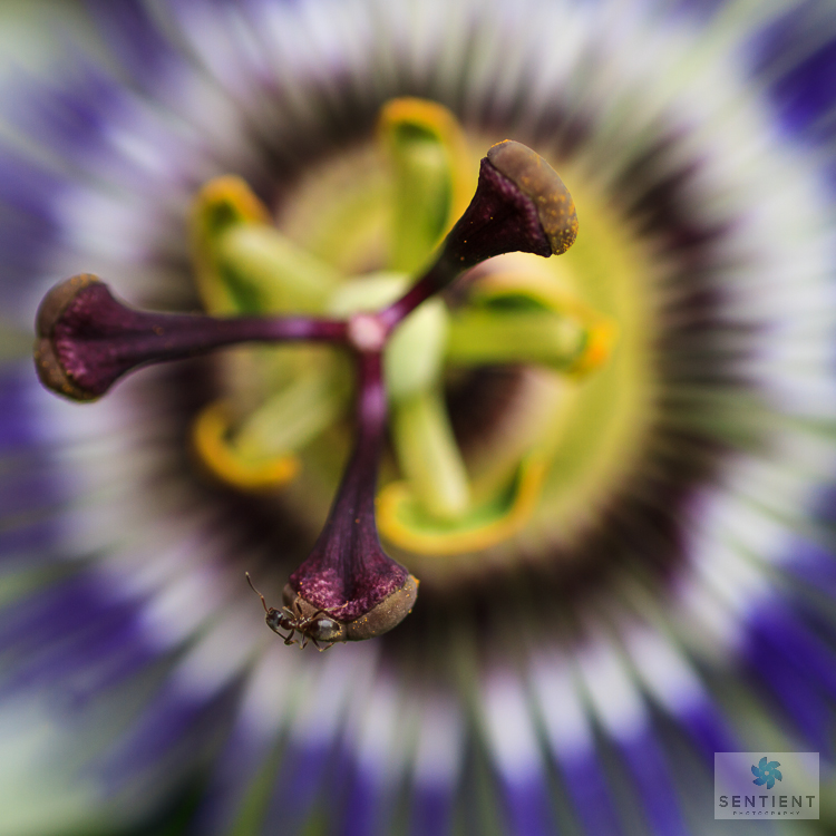 Ant on Passion Flower