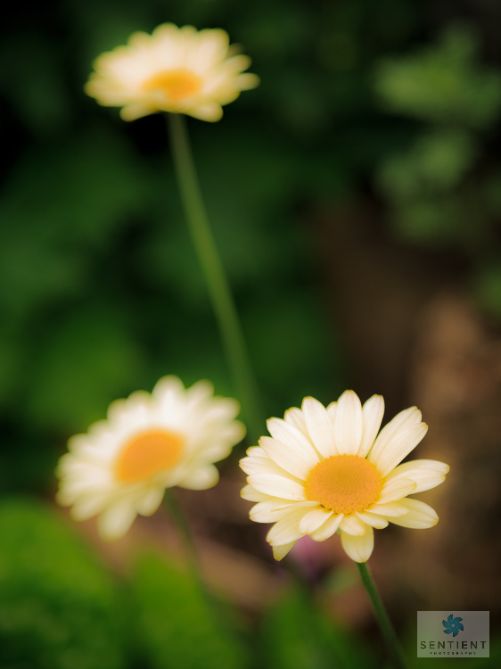 Daisies