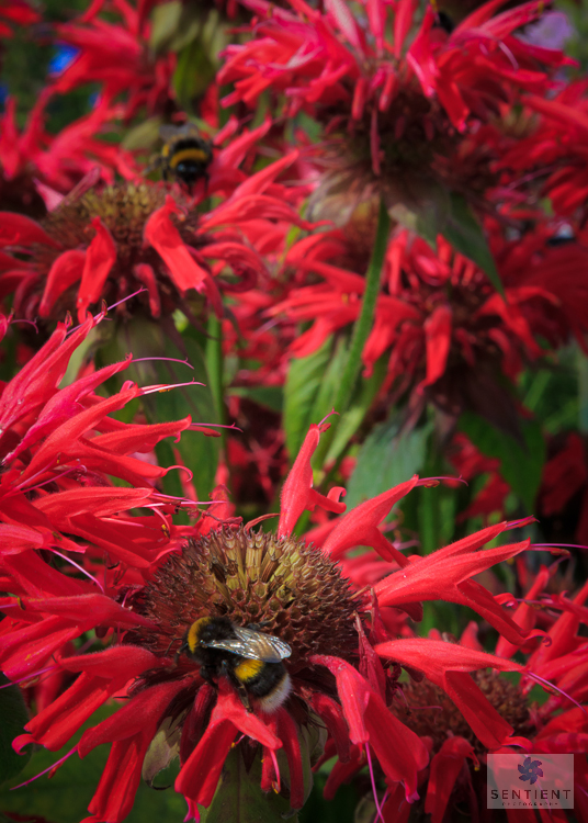 Bee