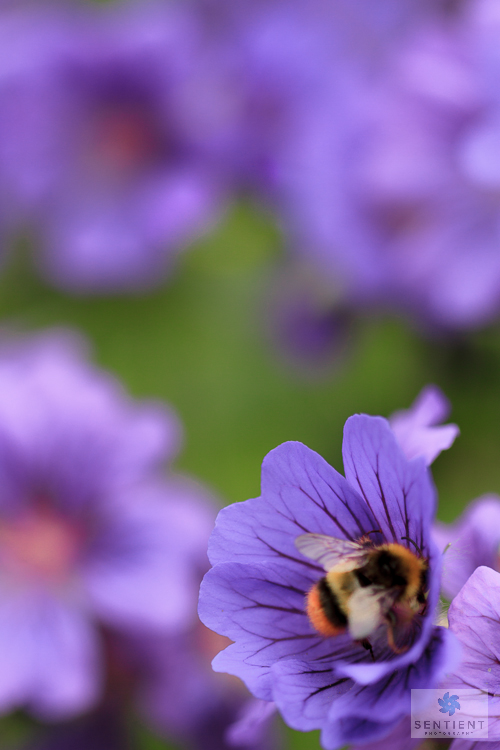 Bees In Flowers, Norfolk