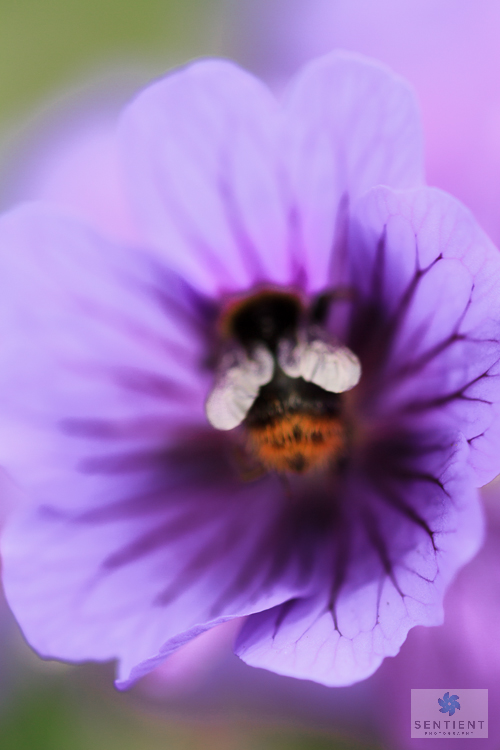 Bee In Geranium, Norfolk