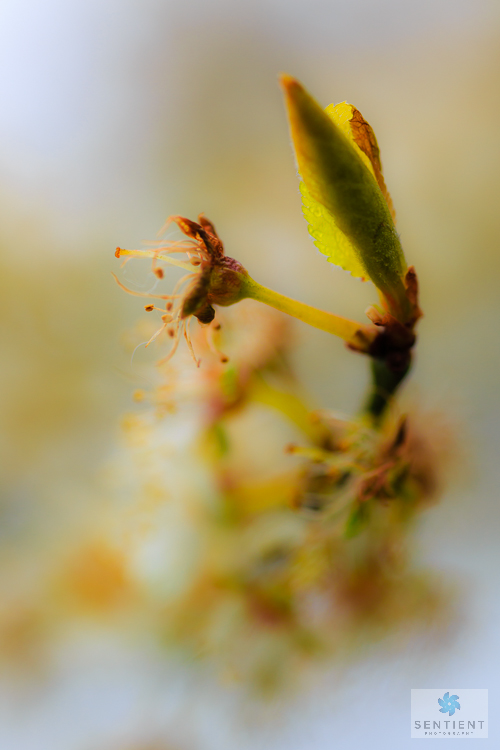 Blossom Close-up