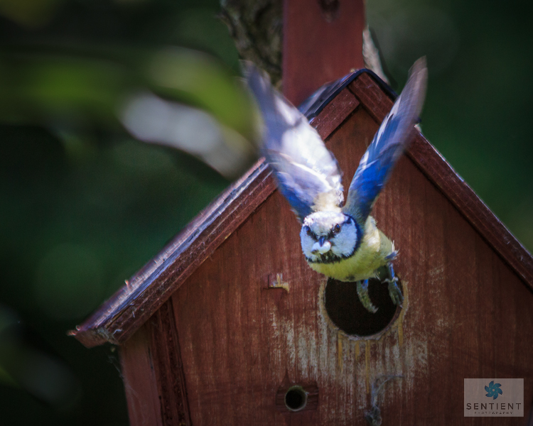 Blue Tit Flies With Fecal Sac-2