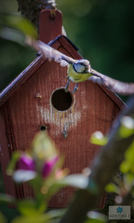 Blue Tit Flies With Fecal Sac