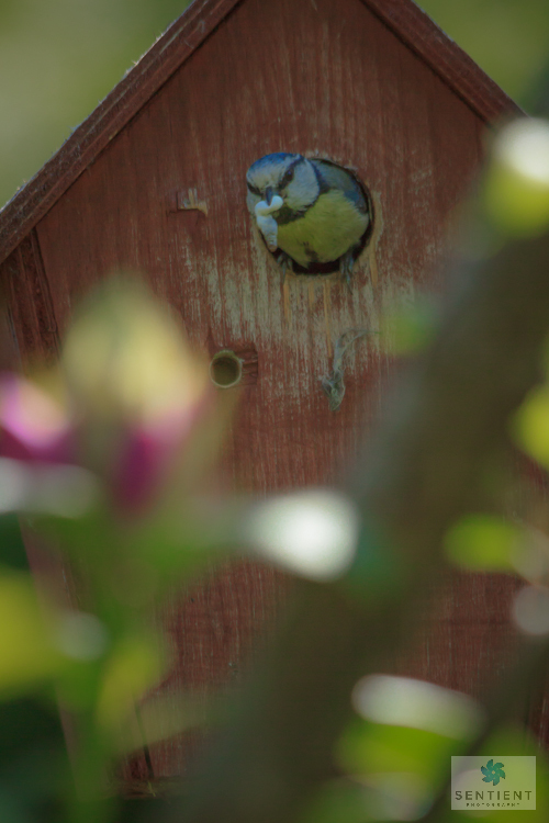Blue Tit with Fecal Sac