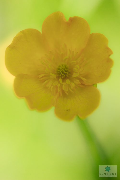 Buttercup