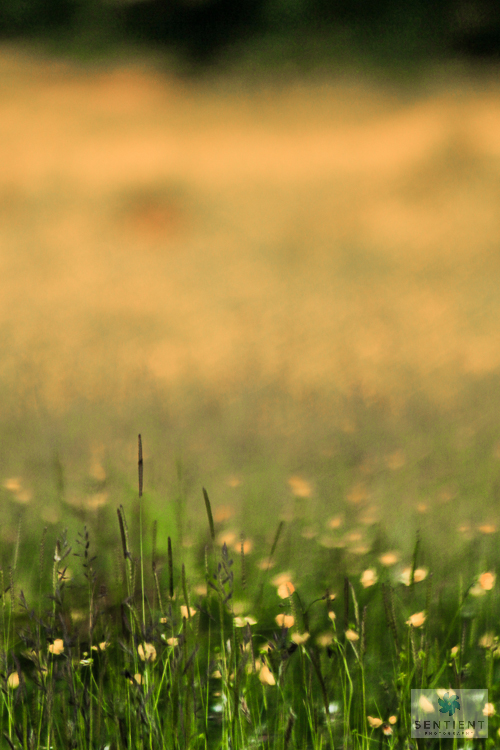 Buttercup Field