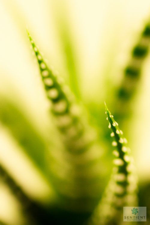 Cactus Limbs