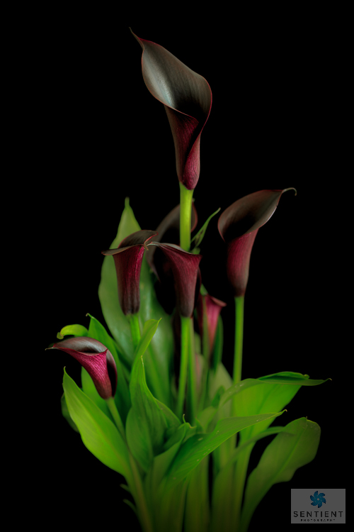 Calla Lilies - Hot Chocolate