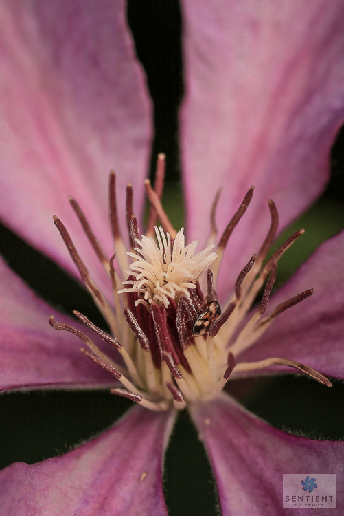 Clematis Hagley Hibrid & Tiny Beetle