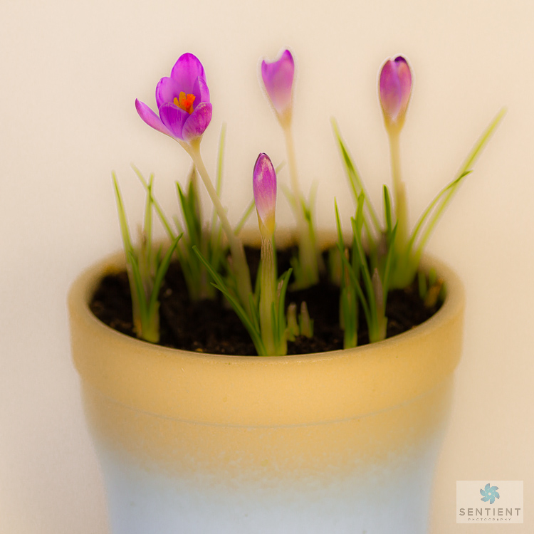 Crocus Pot