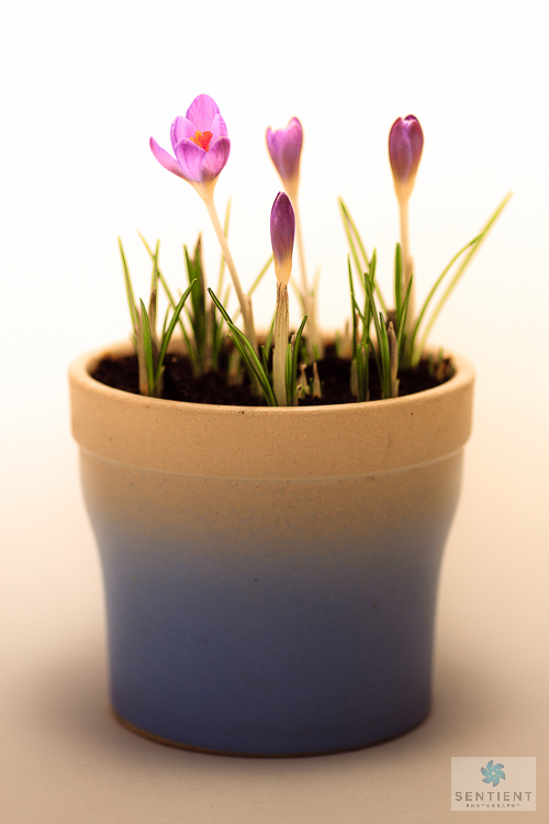 Crocus Pot-2