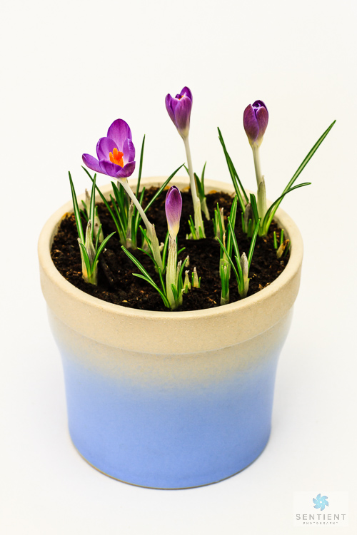 Crocus Pot