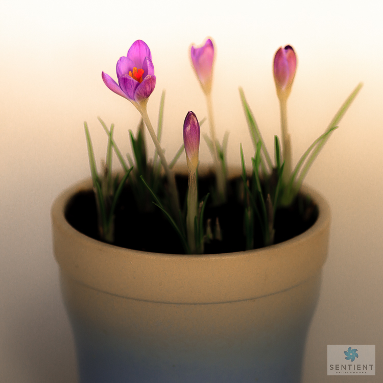 Crocus Pot