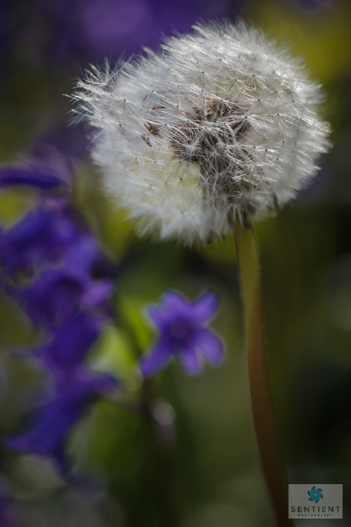 Dandelion & Bluebells #1