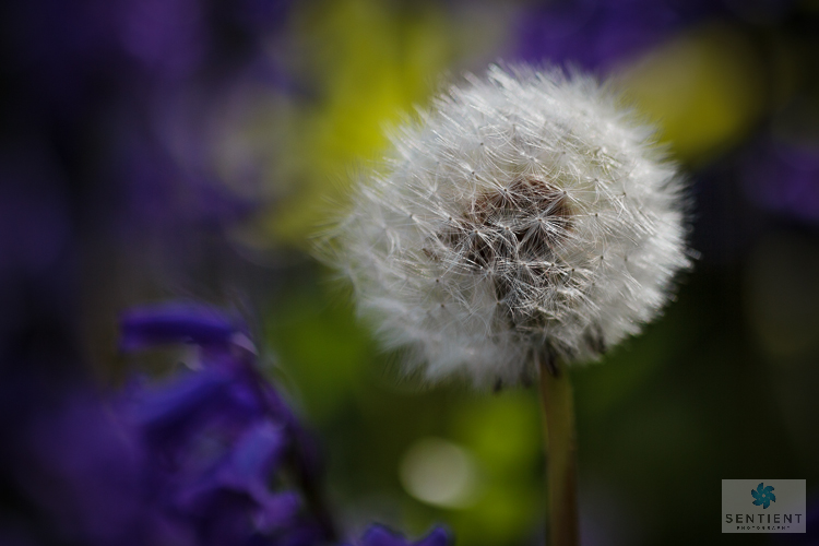 Dandelion & Bluebells #2