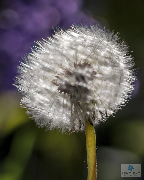 Dandelion & Bluebells #3