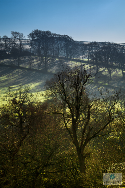 Frosty Trees, Derbyshire