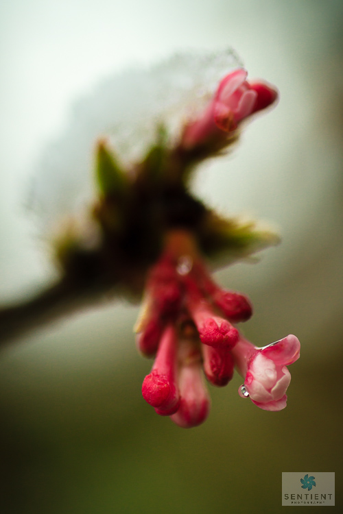 Even More Icy Buds