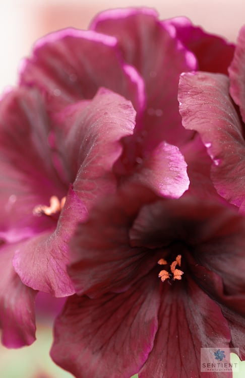 Geranium Close-up
